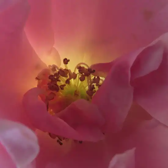 Trandafiri online - Roz - trandafir de parc - trandafir cu parfum discret - Rosa Szent Erzsébet - Márk Gergely - ,-